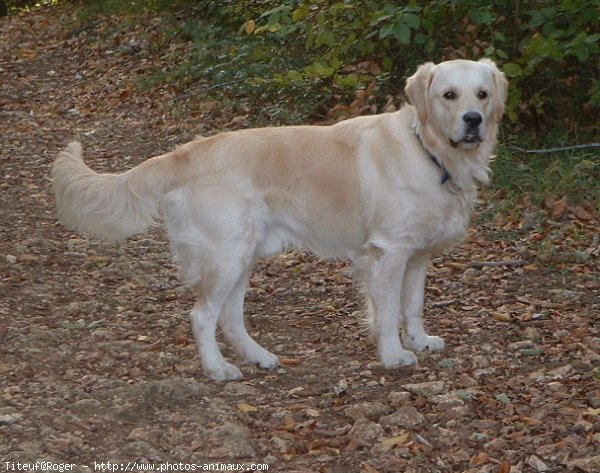 Photo de Golden retriever