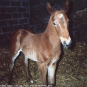 Photo de Trotteur franais