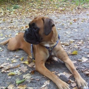 Photo de Boxer