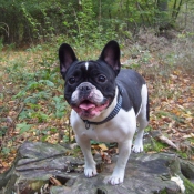 Photo de Bouledogue franais