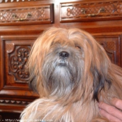 Photo de Lhassa apso