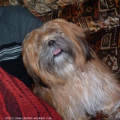 Photo de Lhassa apso