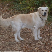 Photo de Golden retriever