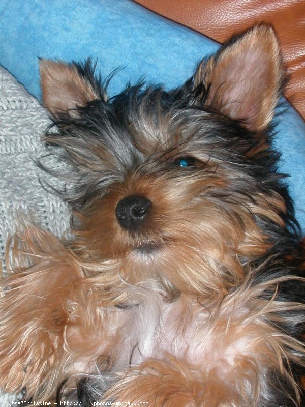 Photo de Yorkshire terrier