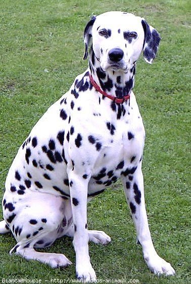 Photo de Dalmatien