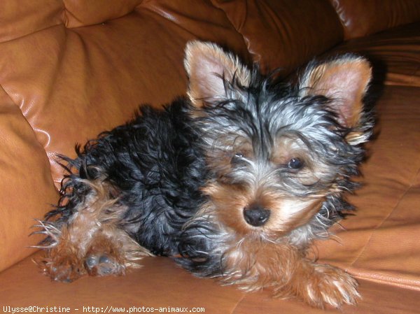 Photo de Yorkshire terrier