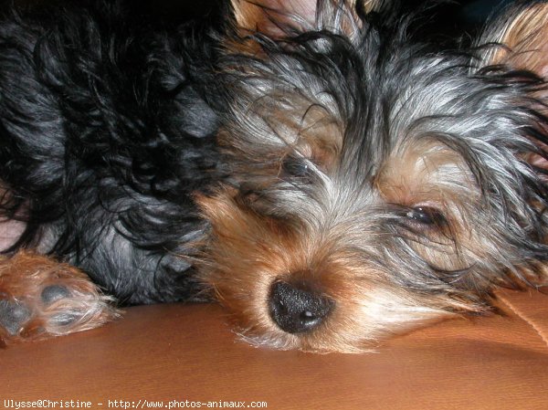 Photo de Yorkshire terrier