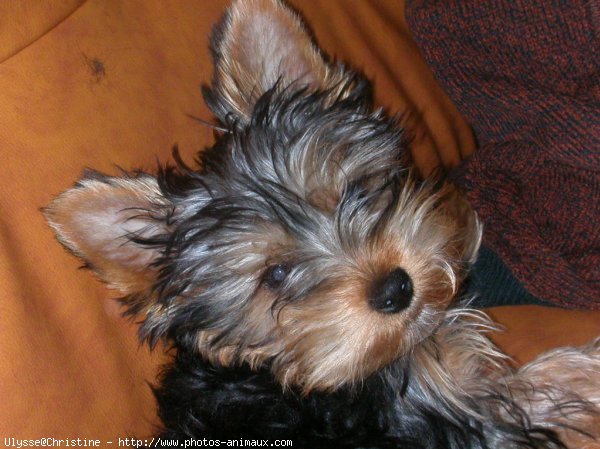 Photo de Yorkshire terrier