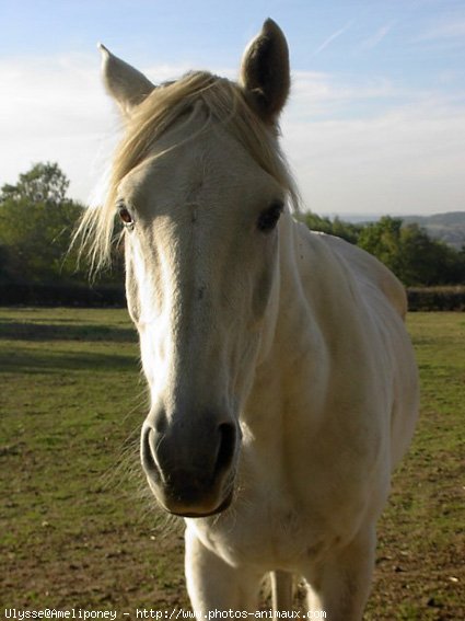 Photo de Selle franais