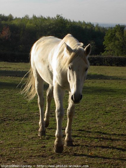 Photo de Selle franais