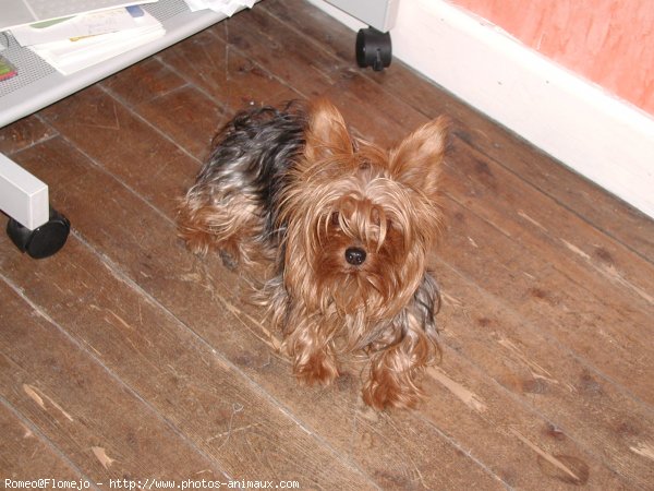 Photo de Yorkshire terrier