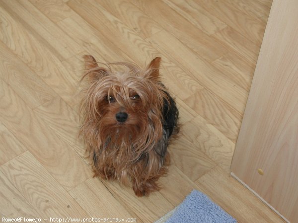 Photo de Yorkshire terrier