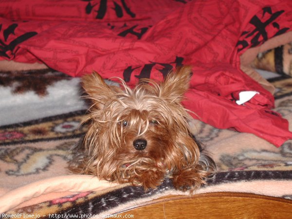 Photo de Yorkshire terrier