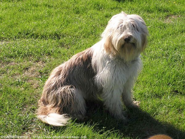 Photo de Bearded collie