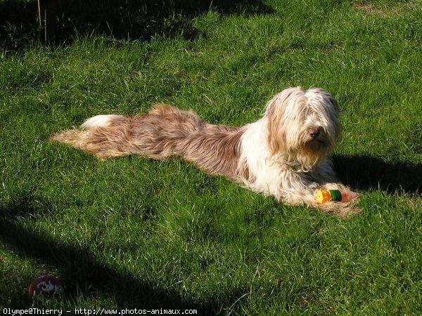 Photo de Bearded collie