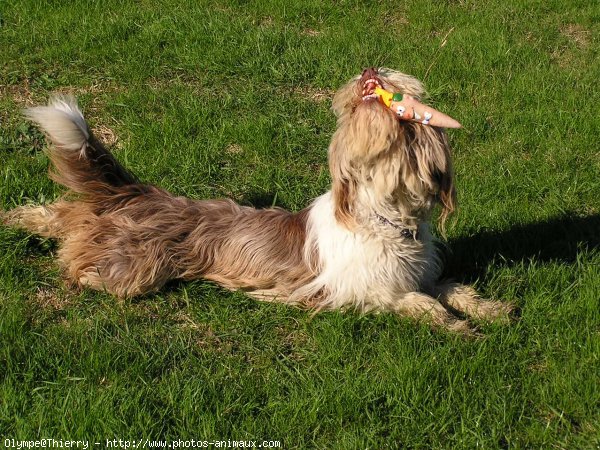 Photo de Bearded collie