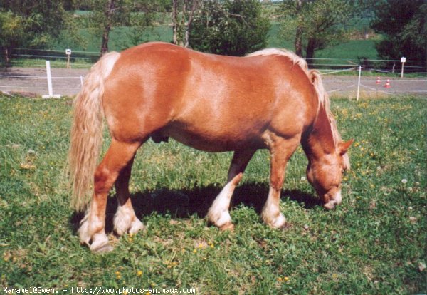 Photo de Haflinger