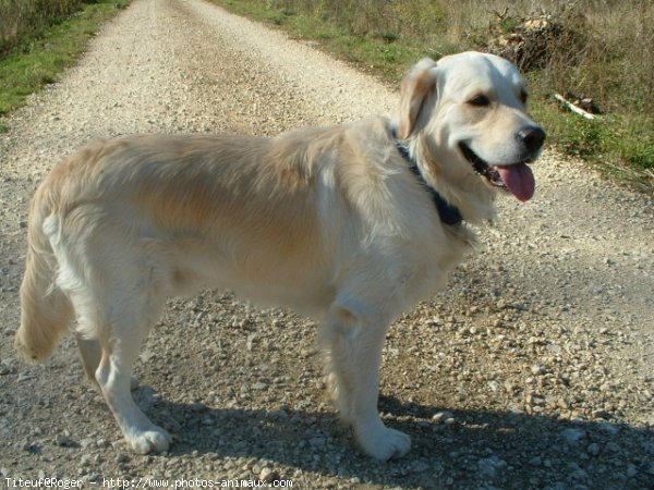 Photo de Golden retriever