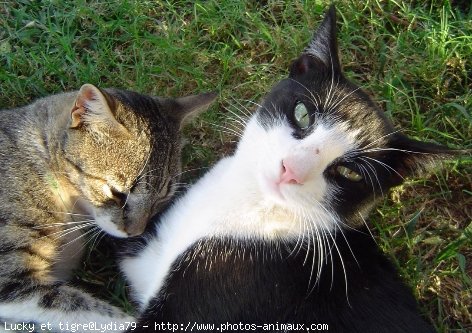 Photo de Chat domestique