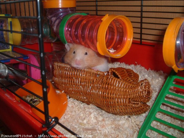 Photo de Hamster