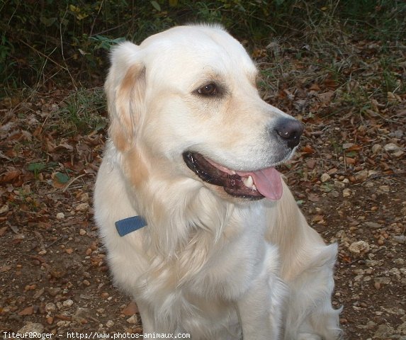 Photo de Golden retriever