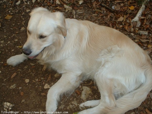 Photo de Golden retriever