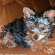 Photo de Yorkshire terrier