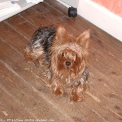 Photo de Yorkshire terrier