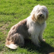 Photo de Bearded collie