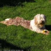 Photo de Bearded collie