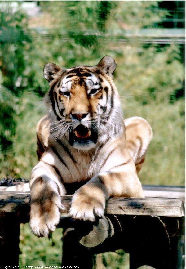 Photo de Tigre