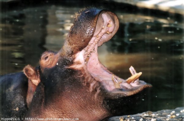 Photo de Hippopotame