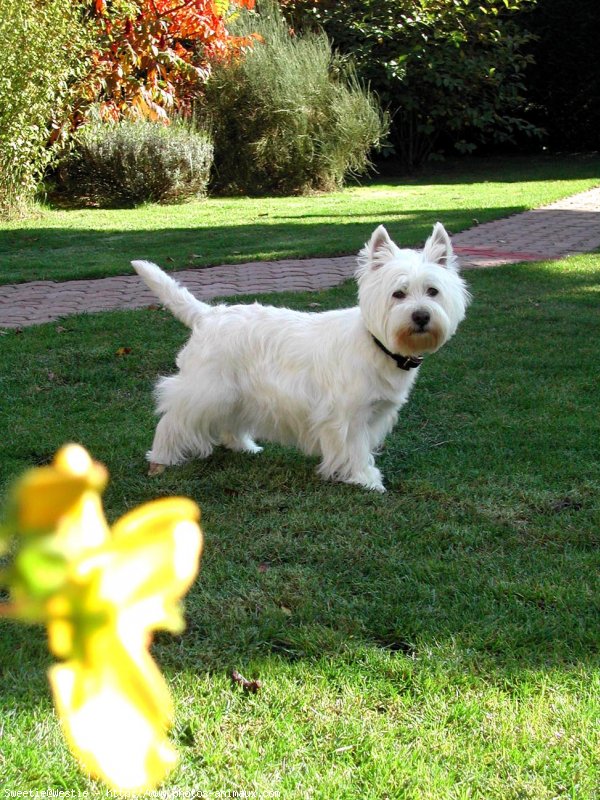 Photo de West highland white terrier