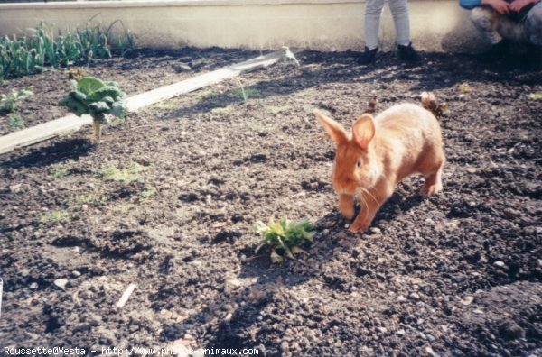 Photo de Lapin