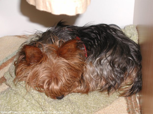 Photo de Yorkshire terrier