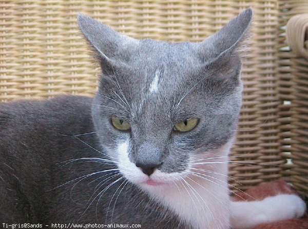 Photo de Chat domestique