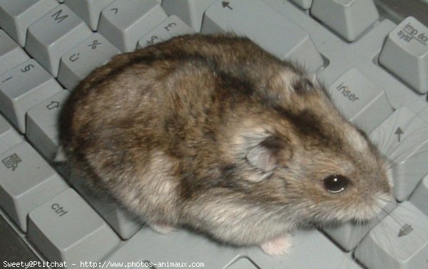 Photo de Hamster