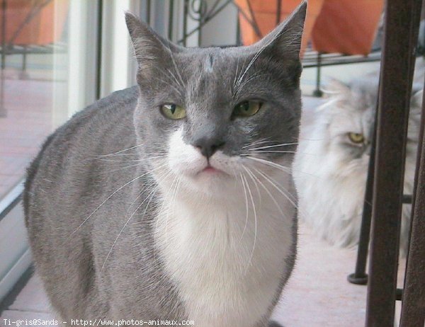 Photo de Chat domestique