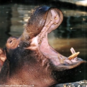 Photo de Hippopotame