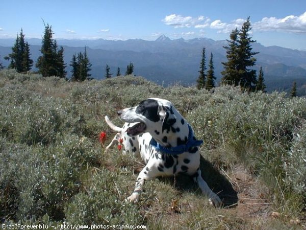 Photo de Dalmatien