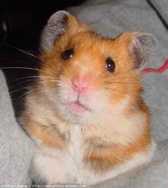 Photo de Hamster