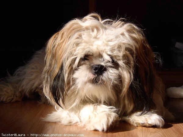 Photo de Shih tzu