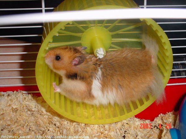 Photo de Hamster