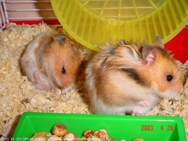 Photo de Hamster