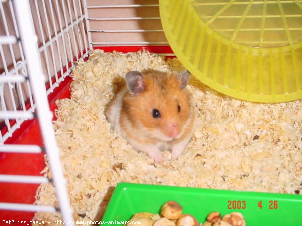 Photo de Hamster