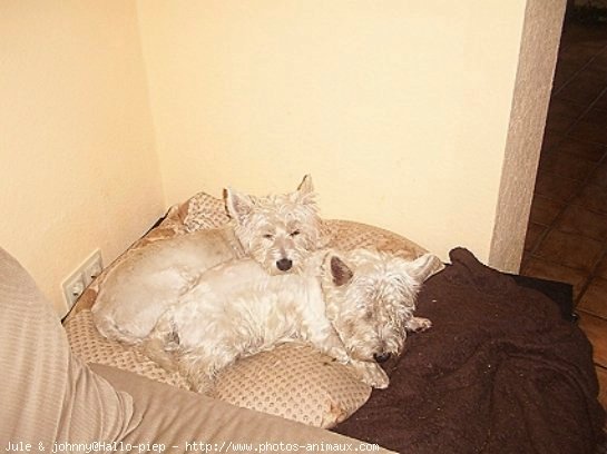 Photo de West highland white terrier