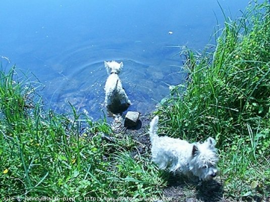 Photo de West highland white terrier