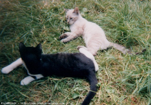 Photo de Chat domestique