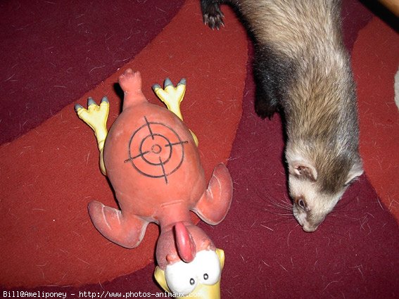 Photo de Furet