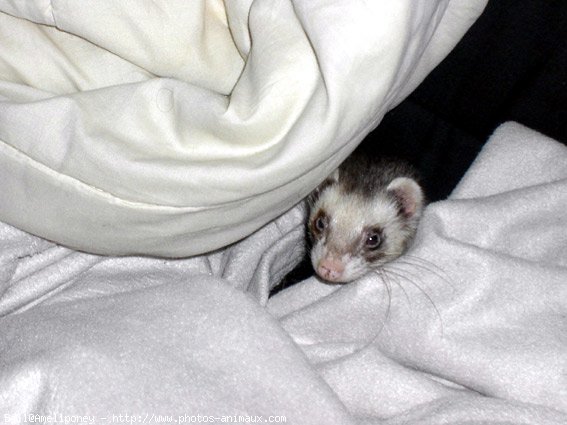 Photo de Furet